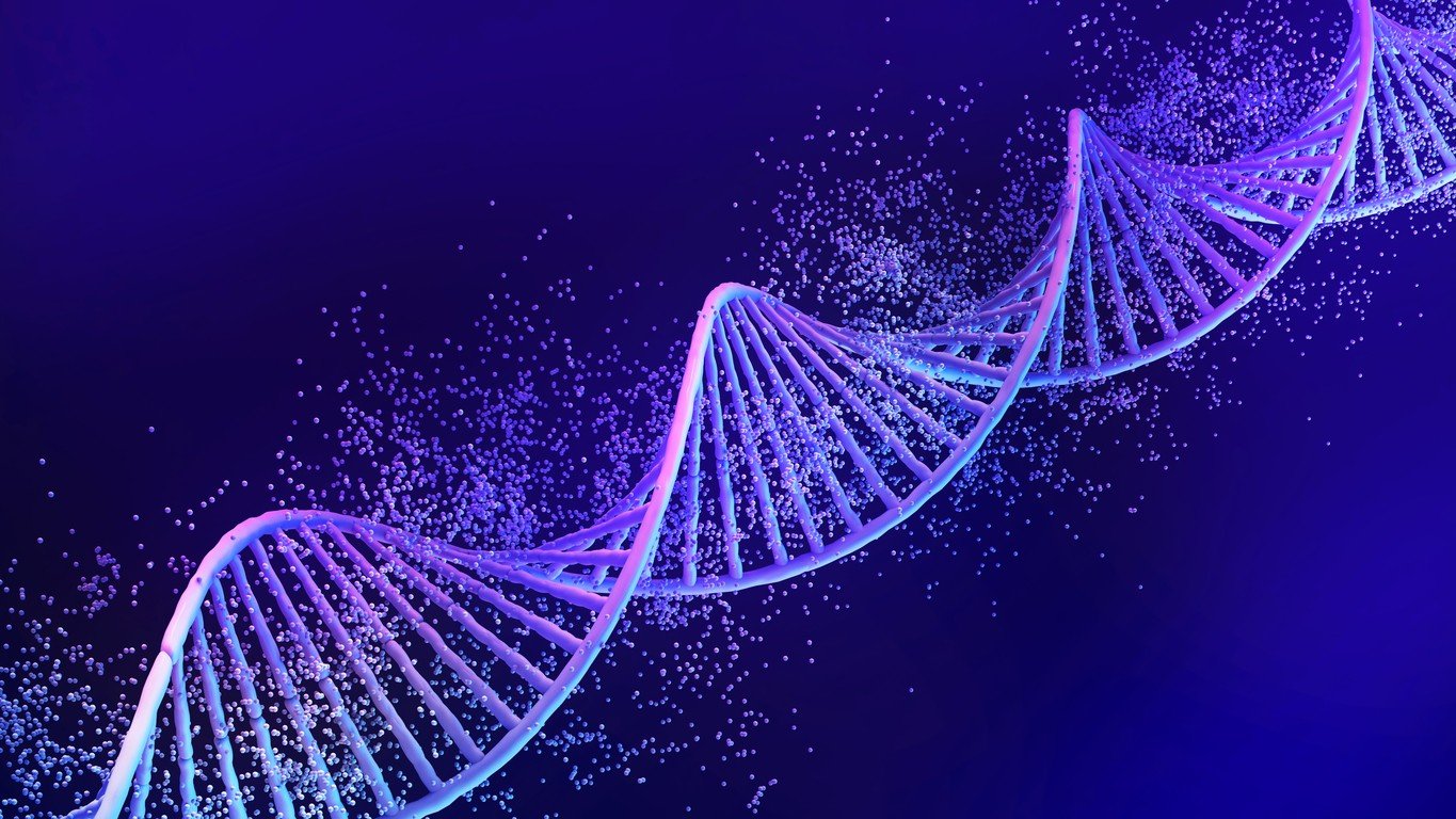 Vesilut Peptide Potential Interactions with Cells’ Genetic Expression and Cellular Aging