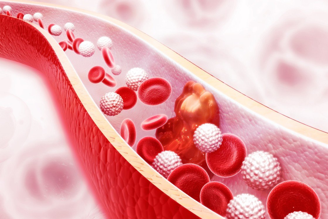 ACE-031 Actions on Muscle Cells, Bone Cells, and Fat Cells