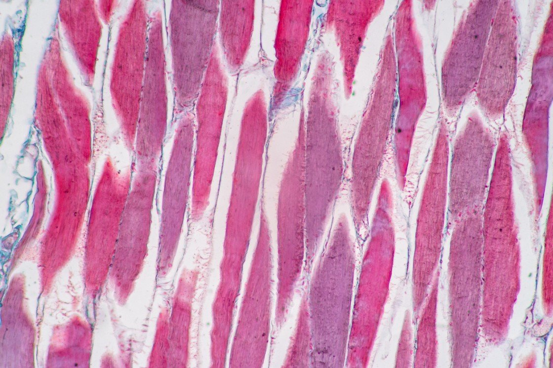 MGF IGF-1 Ec Peptide Potential For Muscle Cell Research