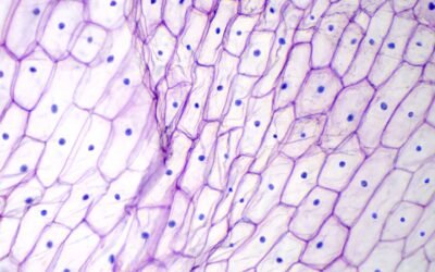 Palmitoyl Tetrapeptide-7 Potential Actions On Dermal Cells and Collagen Synthesis