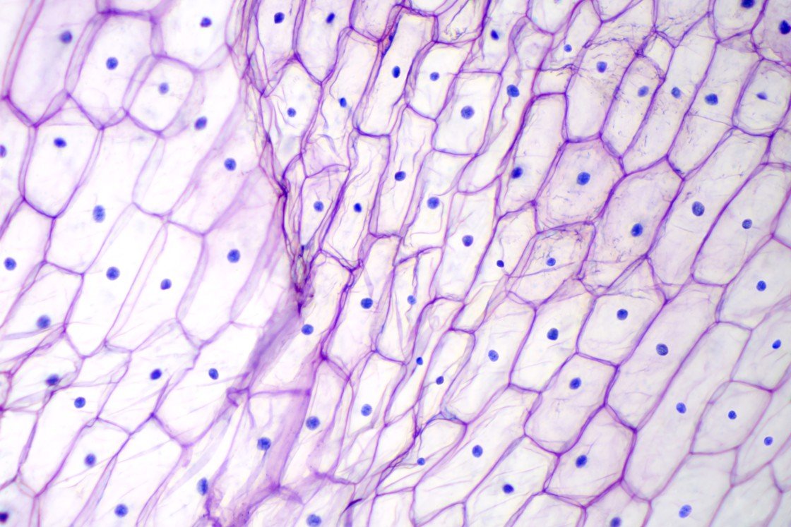 Palmitoyl Tetrapeptide-7 Potential Actions On Dermal Cells and Collagen Synthesis